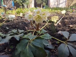 Морозник черный Snow Frills