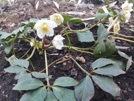 Морозник черный Snow Frills