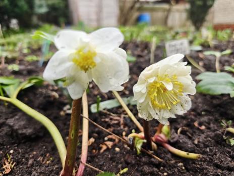 Морозник черный Snow Frills