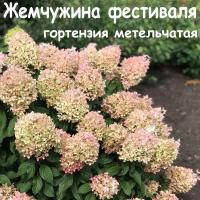 Гортензия метельчатая Жемчужина фестиваля