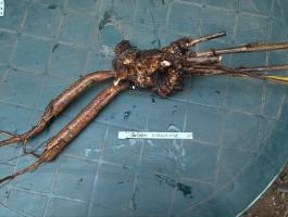 5. Пион Garden Treasure (ITOH-гибрид)