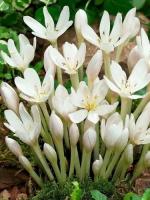 Безвременник Album