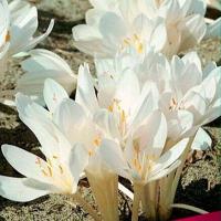 Безвременник Album