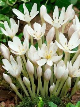 Безвременник Album