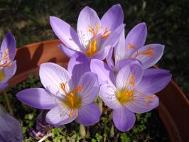 Крокус (Crocus speciosus)