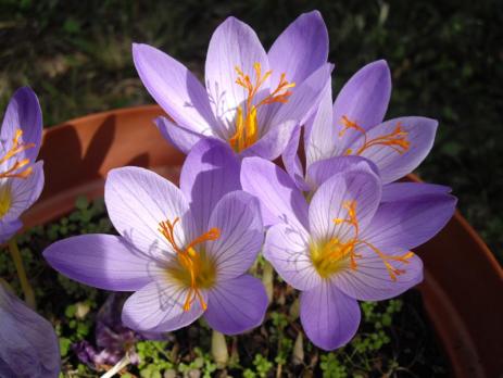 Крокус (Crocus speciosus)