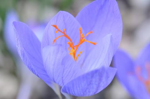 Крокус (Crocus speciosus)