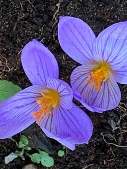 Крокус (Crocus speciosus)