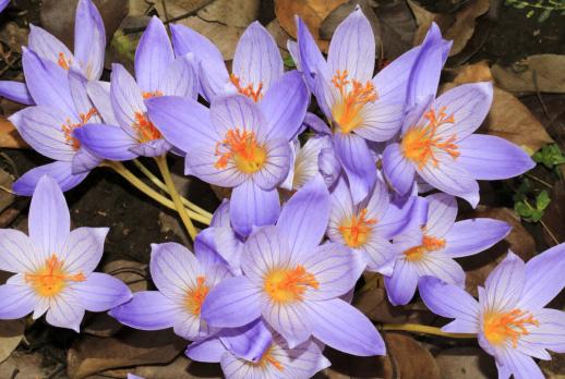 Крокус (Crocus speciosus)
