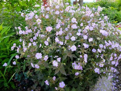 Герань Elizabeth Ann (пятнистая)