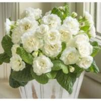 Примула Belarina Snow (Гибридная)