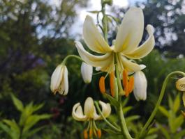 Лилия White selection