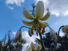 Лилия White selection