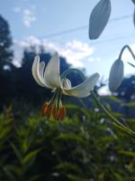 Лилия White selection