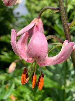 Лилия Chameleon