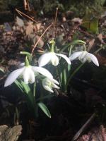 Подснежник Hill Poe