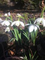 Подснежник Hill Poe