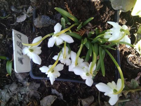 Подснежник Hill Poe