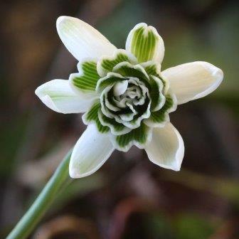 Подснежник Hill Poe