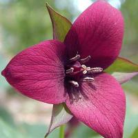 Триллиум Sulcatum red