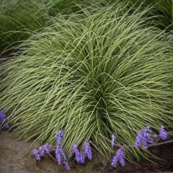 Осока горная Montana