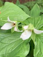 Триллиум Erectum Album