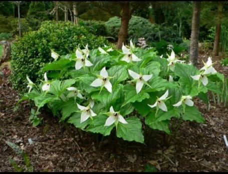 Триллиум Erectum Album