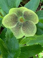 Морозник Spring feelings (Восточный)