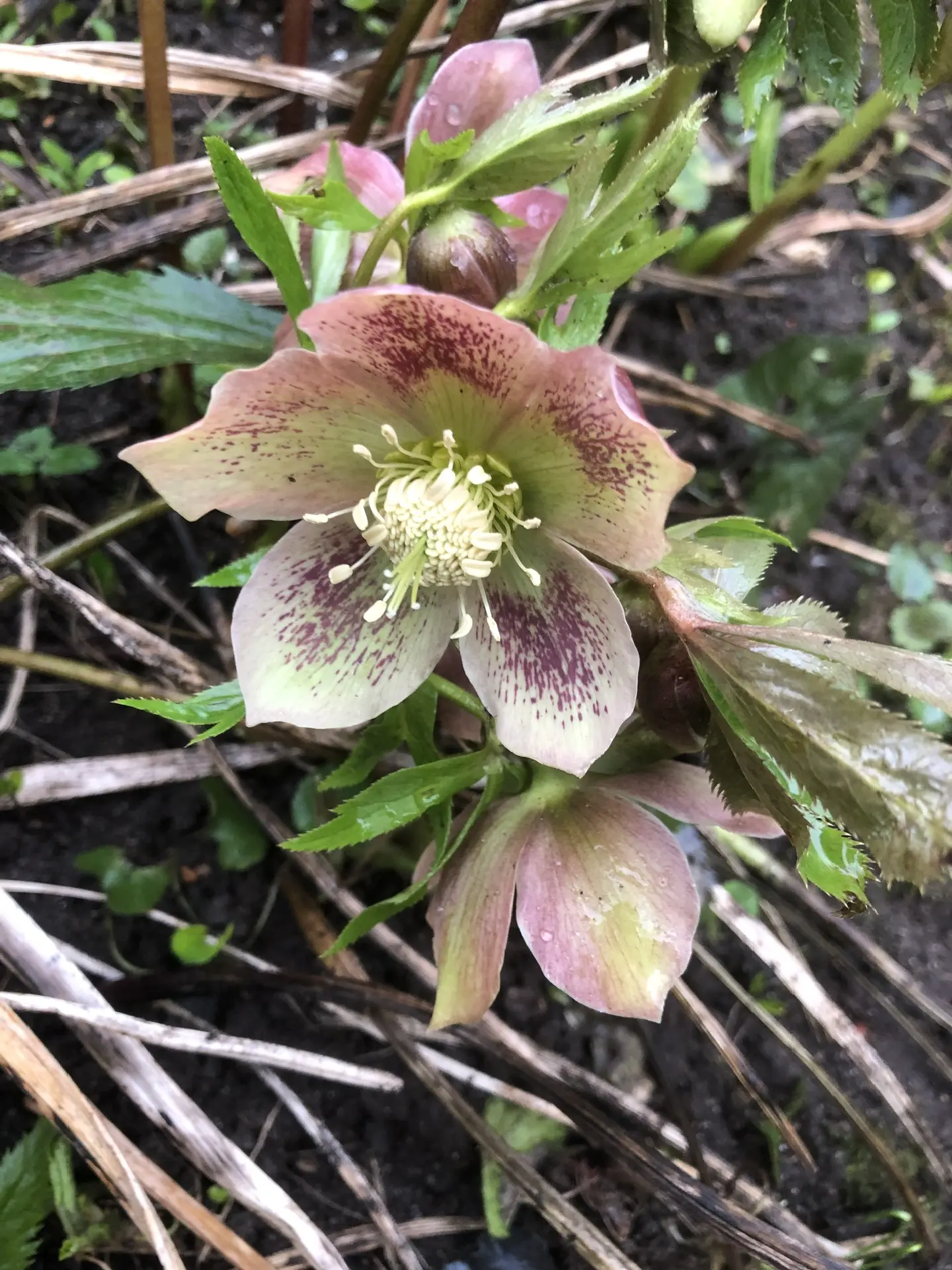 Морозник Spring feelings (Восточный)