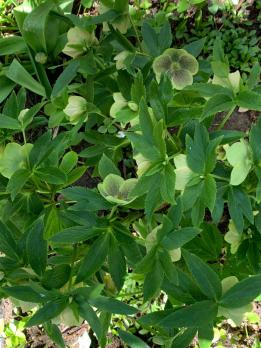 Морозник Spring feelings (Восточный)