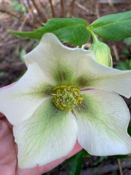 Морозник Spring feelings (Восточный)