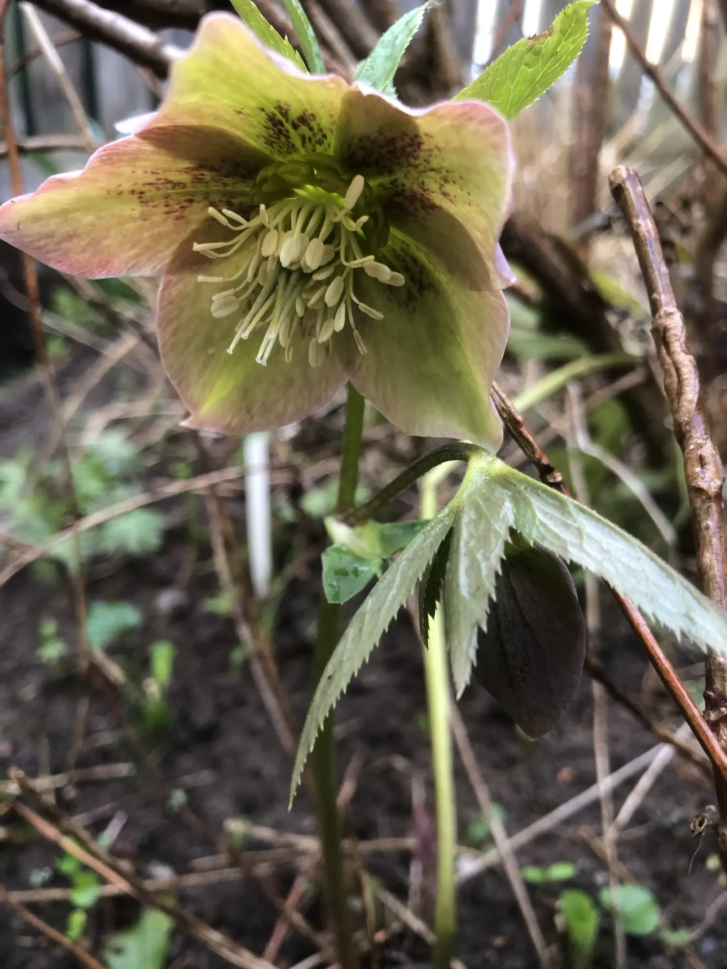 Морозник Spring feelings (Восточный)