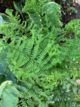 Папоротник  The King  (Щитовник родственный кристата)