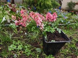 Хохлатки в наборе 3 вида  (фиолетовая, белая, коралловая 3 шт.)