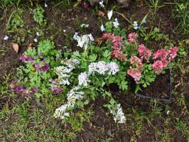 Хохлатки в наборе 3 вида  (фиолетовая, белая, коралловая 3 шт.)