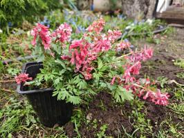 Хохлатки в наборе 3 вида  (фиолетовая, белая, коралловая 3 шт.)