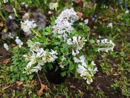 Хохлатки в наборе 3 вида  (фиолетовая, белая, коралловая 3 шт.)