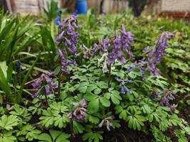 Хохлатки в наборе 3 вида  (фиолетовая, белая, коралловая 3 шт.)