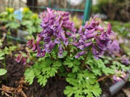 Хохлатки в наборе 3 вида  (фиолетовая, белая, коралловая 3 шт.)