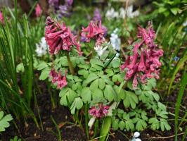 Хохлатки в наборе 3 вида  (фиолетовая, белая, коралловая 3 шт.)