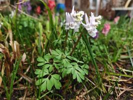 Хохлатка белая (сеянцы)