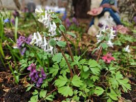 Хохлатка белая (сеянцы)