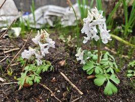 Хохлатка белая (сеянцы)