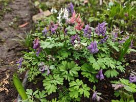 Хохлатка коралловая (сеянцы)