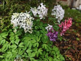 Хохлатка коралловая (сеянцы)