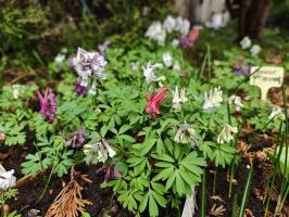 Хохлатка коралловая (сеянцы)