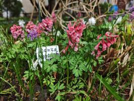 Хохлатка коралловая (сеянцы)