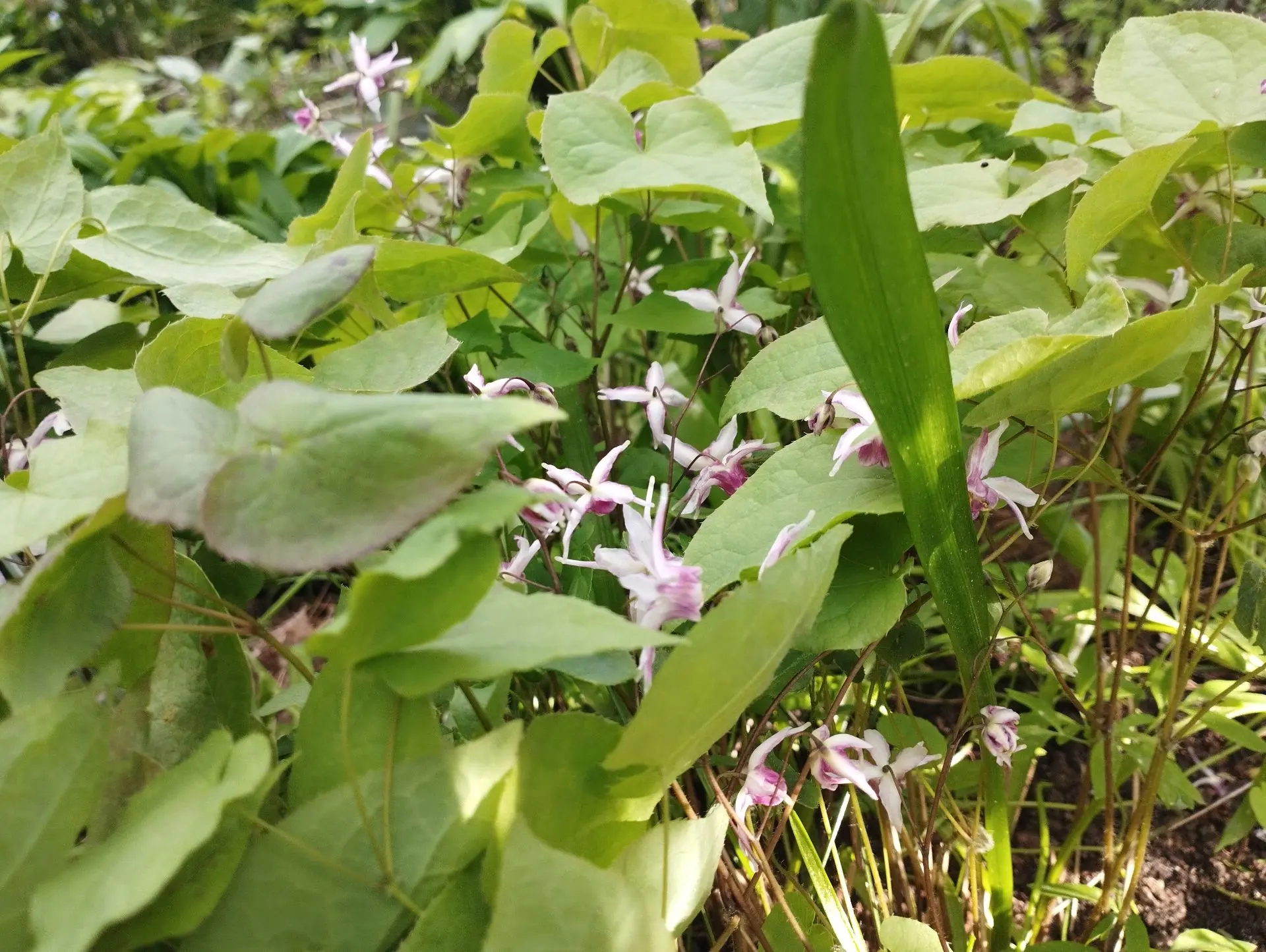 Горянка Tancho