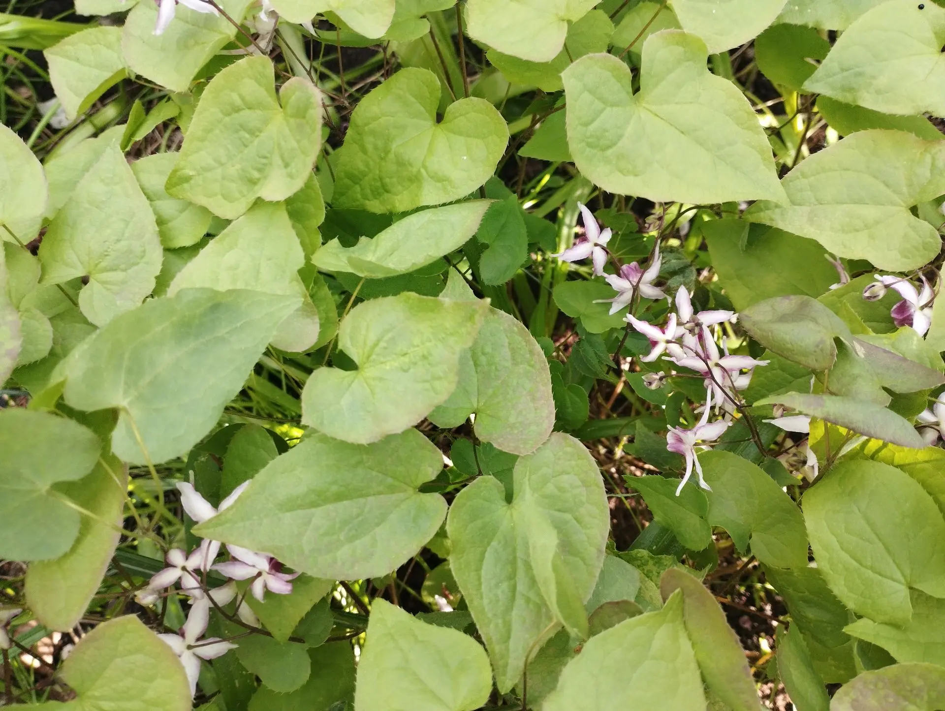 Горянка Tancho