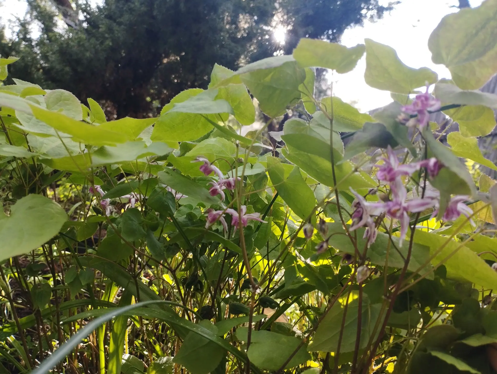 Горянка Tancho